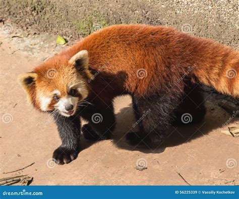 Amazing orange panda stock image. Image of pandas, chinese - 56225339