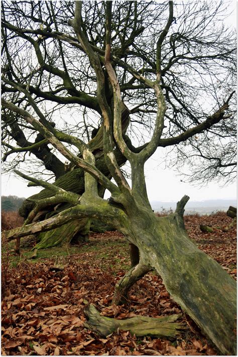 Bradgate Park by Chrobal on DeviantArt