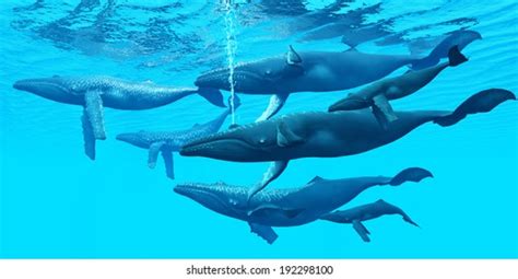 Humpback Whale Pod Images, Stock Photos & Vectors | Shutterstock