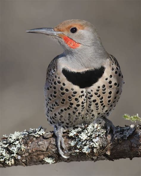 Northern Flicker male (red-shafted) Palouse River, Idaho USA | Birds, Beautiful birds, Colorful ...