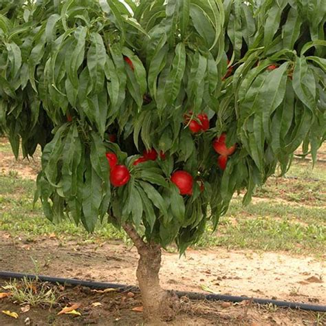 Nectarine Tree Leaves