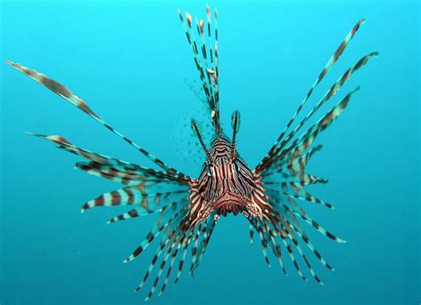 Deep Sea Bloggerhead: Venomous Lionfish!