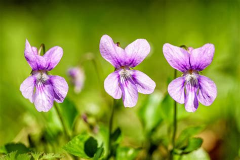 Three dog-violets | Hain-Veilchen / Viola riviniana Mecklenb… | Flickr