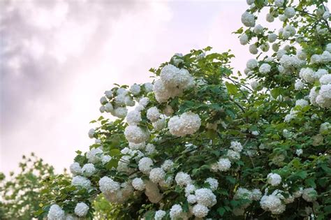 How to Grow Chinese Snowball Viburnum | Snowball viburnum, Viburnum ...