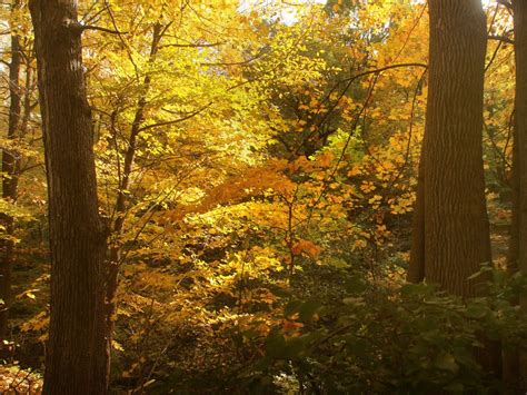 PA State Park Nation's Top Fall Foliage Destination: USA Today ...