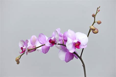 Can You Water Orchids Using Ice Cubes? - Petal Republic