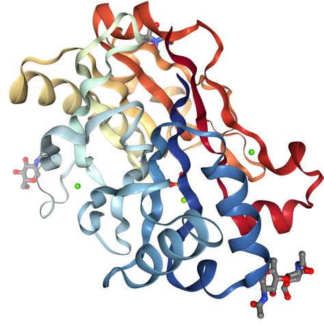 DNase I Protein Overview | Sino Biological