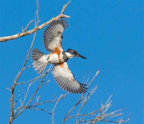 Belted Kingfisher takes flight - FeederWatch