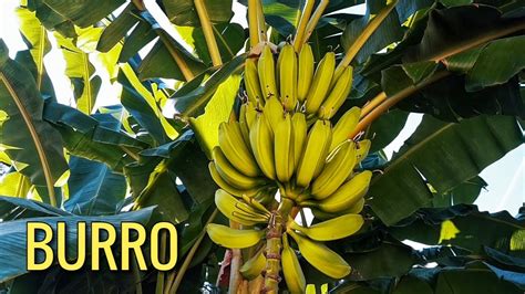 Banana Varieties - Burro Banana - YouTube