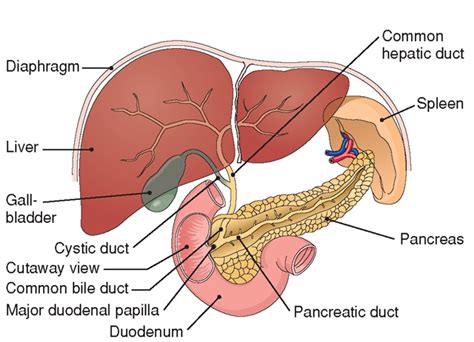 The Digestive System (Structure and Function) (Nursing) Part 3