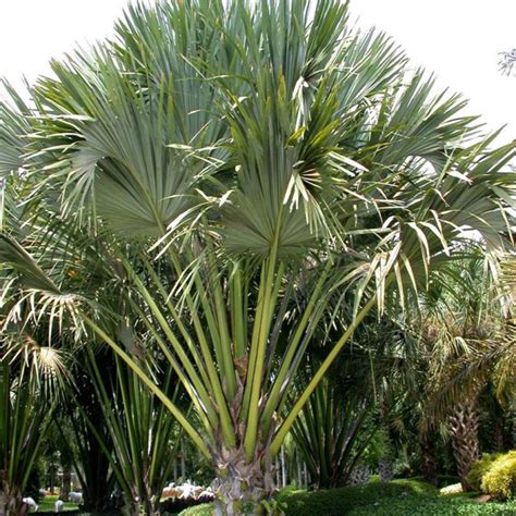 Talipot Palm (Corypha umbraculifera) | Tooth Mountain Nursery