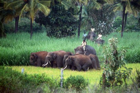 Bandipur National Park | National Parks in Karnataka | Times of India ...