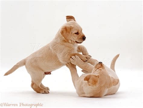 Dogs: Retriever pups play-fighting photo WP24489