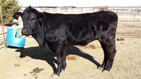 1 - Registered Black Brangus Cow - Arizona