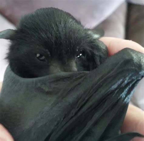 The Occasional Bat (@OccasionalBat) / Twitter | Baby bats, Bat, Animals beautiful