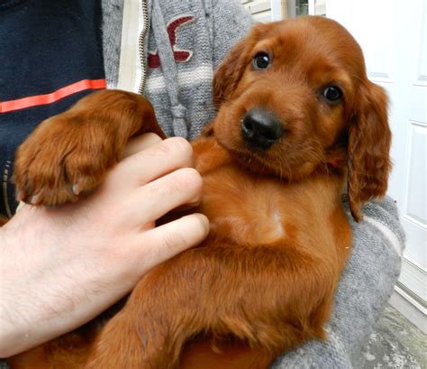 Baby irish setter | Irish setter dogs, Irish setter, Puppies and kitties