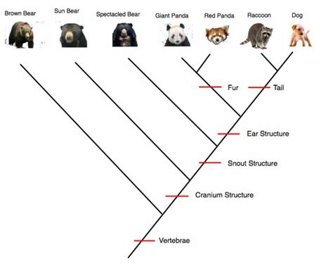 Cladogram | Science biology, Animal classification, Life science