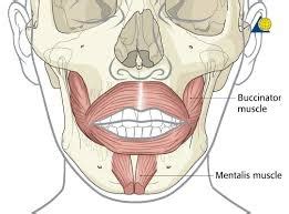 HUMAN MUSCULAR SYSTEM: Mentalis Muscle Anatomy