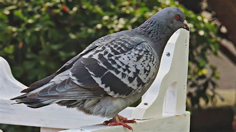 The Pigeon's Digestive System: How These Birds Process Their Food