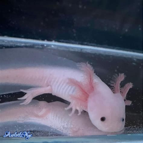 Leucistic Axolotl - Axolotls NYC