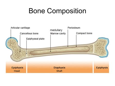 Bone Unit Chapter 69 Flashcards Quizlet