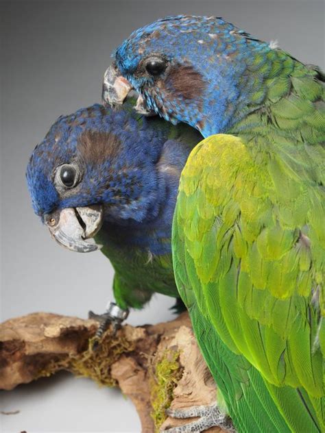 Pair of Blue-Headed Pionus - Pionus menstruus - 22cm - Catawiki