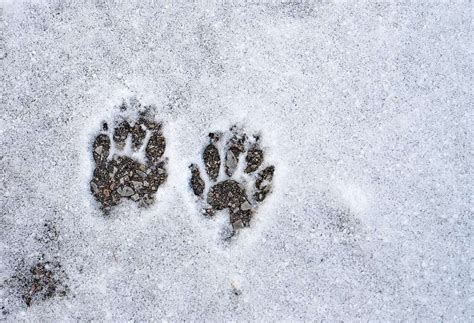 Skunk Footprints In Snow