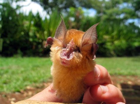 Unique Animals blogs: Rare African Bats, Bats Info and Bat Pictures, Photos