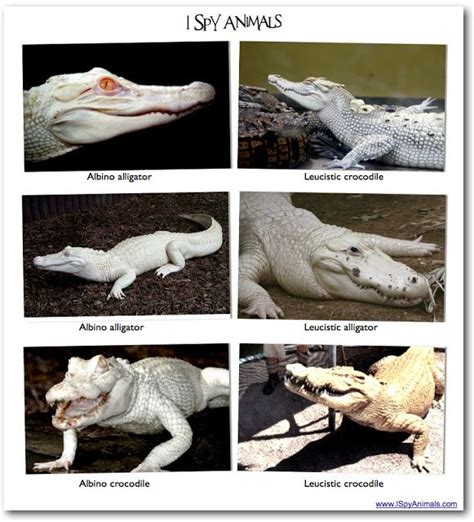 Leucistic vs Albino | Crocodile species, Crocodile eyes, Animal learning