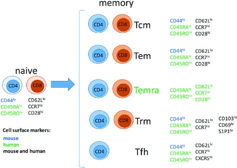 Explain Key Differences Between Central and Effector Memory T Cells