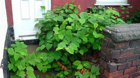 The Cost-Effective Solutions for Japanese Knotweed Removal - Japanese Knotweed Plus