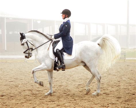 Dressage on the First Coast - Jacksonville Equestrian Center