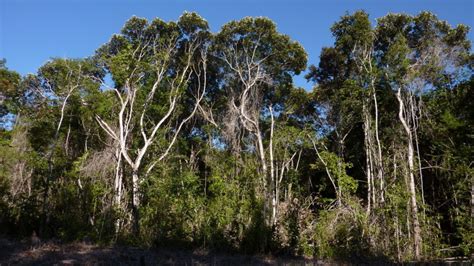 In Brazil, Forests Returned to Indigenous Hands See Recovery, Study ...