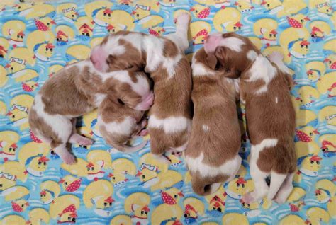 Welsh Springer Spaniel Puppies For Sale - AKC PuppyFinder