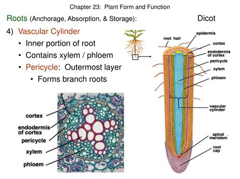 PPT - Chapter 23: Plant Form and Function PowerPoint Presentation, free ...