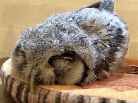 People Are Just Learning That Some Owls Sleep With Their Faces Down And ...