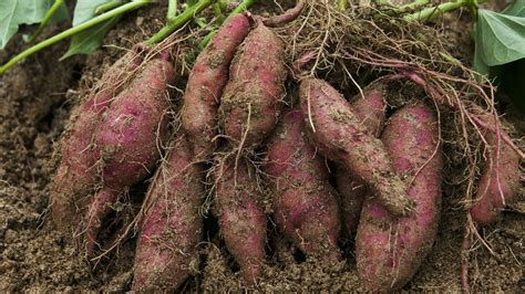 Sweet potato harvesting in JAMAICA. - YouTube