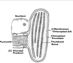 Plastids| Caroteniods| Thylakoid| Stroma| Phycobilins|Phycocyanins| Algae