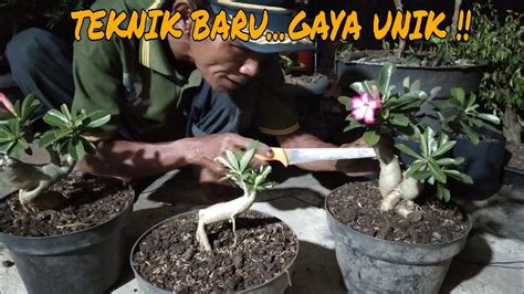 CARA MEMBUAT TANAMAN BONSAI BUNGA KAMBOJA JEPANG !! - YouTube