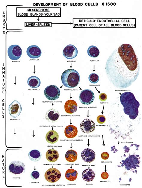 White Blood Cell Differential Count | Lab Tests | GLOWM