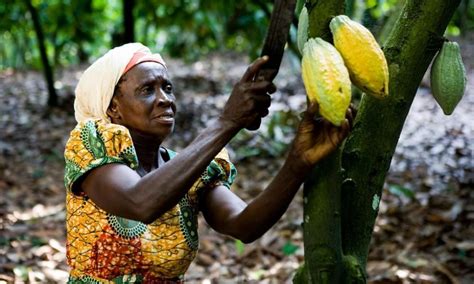 The man who brought cocoa to Ghana - Green Views Residential Project