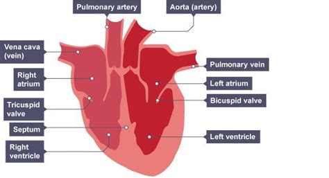 The circulatory system | Circulatory system, Science revision, Tricuspid valve