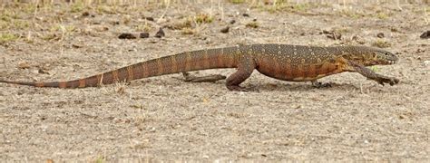 5 Interesting Facts about the Nile monitor | Nile Monitor Lizard facts