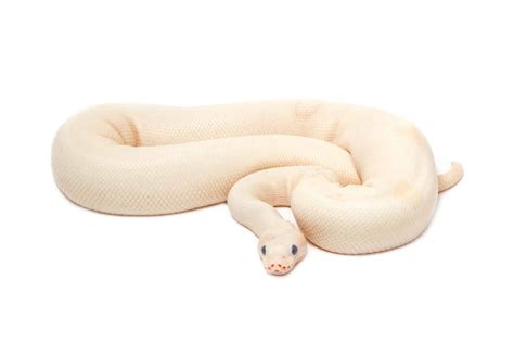 Albino Baby Ball Pythons