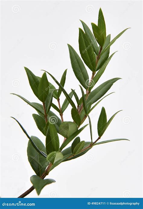 Lemon Myrtle Plant Stock Photo - Image: 49824711