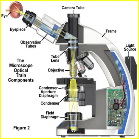 What Is Resolution Definition Microscope And Why Does It Matter Best Way 24?