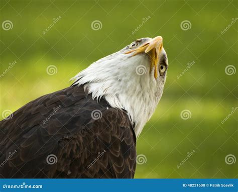 Eagle stock photo. Image of background, camera, outdoor - 48221608