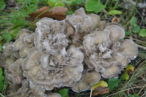 Maitake Mushrooms 101: A Valuable Mushroom