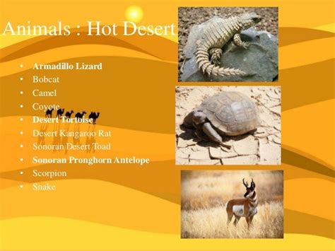 😎 What are the characteristics of a desert biome. What are the characteristics of the desert ...