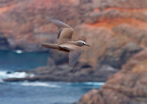 Where's My Wanderlust | St helena, Wildlife photography, Wildlife